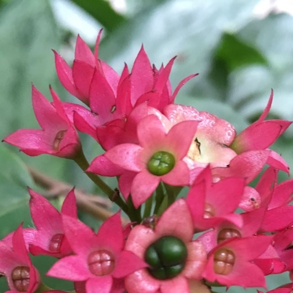 Meet your Posher, Jennifer - Picture 1 of 1